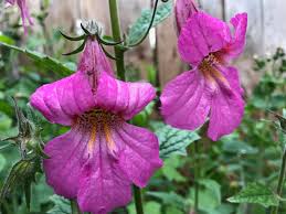 Image result for Scleria rehmannii