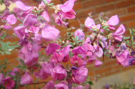 Image result for Indigofera melanadenia