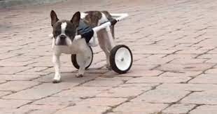 Dog wheelchair, dachshund wheelchairs, small dog wheelchairs, pet wheelchairs. Diy Dog Wheelchair Steps To Build At Home Why Fido Might Need One