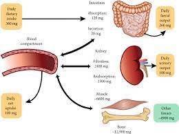 Magnesium And Human Health Perspectives And Research Directions