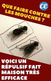 Que Faire Contre Les Mouches Voici Un Repulsif Fait Maison Tres Efficace Contre Les Mouches Anti Mouche Maison Faire Fuir Les Mouches