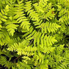 Image result for Osmunda regalis