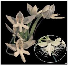Image result for Habenaria petitiana