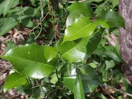 Image result for Drypetes