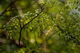 Image result for Amblygonocarpus