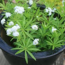 Image result for Galium