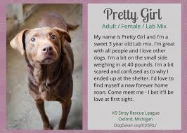 Welcome to brennan's labradors, a great place to find your you will find labrador retriever dogs and puppies for adoption in our michigan listings. Ten Lovely Adoptable Labs In Michigan Puppy Leaks