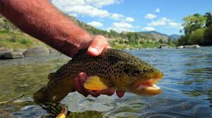 Ceiling fans in every room. Fishing On The Arkansas River Between Leadville And Salida