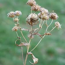 Image result for Obetia radula