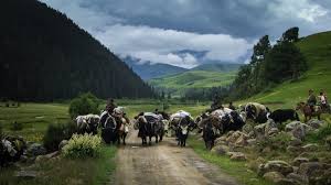 Some of the popular dishes are gundruk soup, sinki soup, sael roti, paneer cheese, thukpa, tibetan bread, yak cheese, lassi, chaang to name a few. Are These The Last Dropka Yak Herders In Sikkim Global Voices