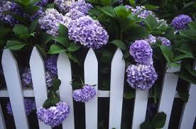 Check spelling or type a new query. Flower Meanings 9 Summer Flowers What They Symbolize