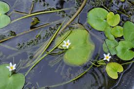 Image result for Nymphoides forbesiana