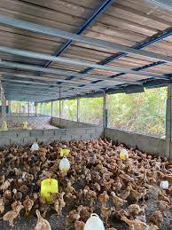 Bahasa means language, while rojak means mixture in malay, and is a local food of the same name. Reban Ayam Bahasa English