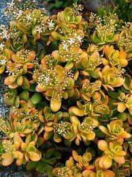 Crassula Ovata Hummel S Sunset Golden Jade Tree World Of Succulents Succulent Gardening Cacti And Succulents Jade Plants