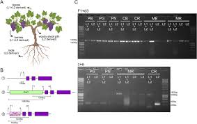 Answers in as fast as. Genetic Analysis Of A White To Red Berry Skin Color Reversion And Its Transcriptomic And Metabolic Consequences In Grapevine Vitis Vinifera Cv Moscatel Galego Bmc Genomics Full Text