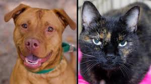 Frolic with your furry friend at one of 101 hotels or accommodations that accept pets. Jax Humane Society Sponsoring Free Pet Adoptions This Weekend Wjct News