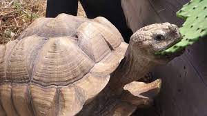 Have you ever looked at a cactus and wondered to yourself if it was edible and what it might taste like? Sulcata Tortoise Eating Nopales Cactus Paddle Youtube