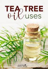 Tea Tree Oil Uses Tea Tree Oil For Acne Tea Tree Oil Uses Tea Tree Oil