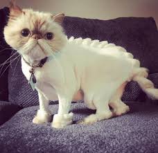 A young age is a beautiful period of life when you can actively experiment with your looks, try on new fashion and style ideas and look invariably stunning. Dinosaur Cat Haircuts Are The New Grooming Trend And I M Not Sure How To Feel