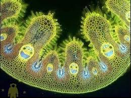 To examine plant cells under a microscope and find and identify different cell parts. Happy Plant Cells Under The Microscope Pics