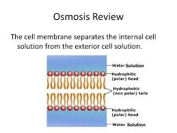 Plant cell wall and osmosis. Cell Membrane Review
