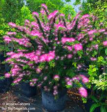 Image result for Calliandra