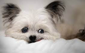 Social Media Norbert En 2020 Perros Animales Bichos