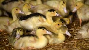 Lorsqu'elle touche les oiseaux, la maladie est également connue sous le nom d'influenza aviaire ou, anciennement, de peste aviaire. Belgique Plusieurs Foyers De Grippe Aviaire Identifies Pres De La France