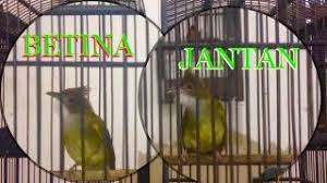 Suara burung jenggot mini /ciung air cocok digunakan untuk pancingan burung macet. Cucak Jenggot Lepas Loloh Ring