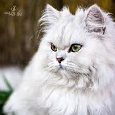 Chinchilla Iran Kedisi Ile Ankara Tarabya Vet Life Facebook