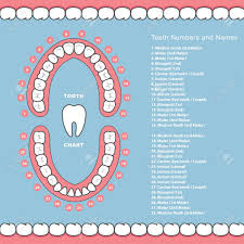 teeth diagram name wiring diagram