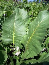 Image result for Rhipidoglossum delepierreanum