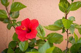 Find images of hibiscus flower. Hibiscus Flower Plant Buy Online In India Vitri Greens