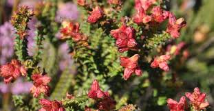 Image result for Penaeaceae