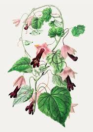 Ivy Flowers's Instagram, Twitter & Facebook