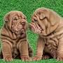 Wrinkly dog breeds from www.woofblankets.com