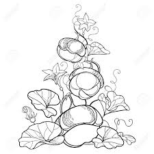 Where can i find vector art of pumpkins? Composition Of Outline Pumpkin Vine With Flower Ornate Leaf Royalty Free Cliparts Vectors And Stock Illustration Image 108826954