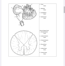 Scis are graded according to the american spinal injury association (asia) grading scale, which describes the severity of the injury. Solved Objective In This Lab You Will Learn About The S Chegg Com