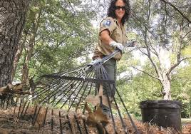 Pine needle oil has several useful applications. 5 Best Rakes For Pine Needles Reviewed Jul 2021