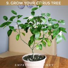 The pots are not in. How To Grow Lemon Trees From Seed Other Citrus Fruits