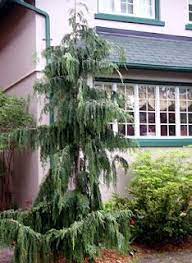 This boxwood is very versatile and can survive in beds, containers, borders, formal gardens, and foundation plantings. 70 Best Weeping Evergreen Trees Ideas Weeping Evergreen Trees Evergreen Trees Evergreen