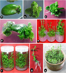 Image result for Bacopa monnieri