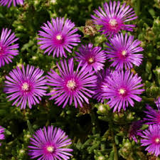 Maybe you would like to learn more about one of these? Flowers That Begin With D A To Z Flowers