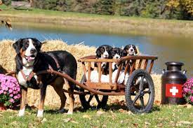 9 Questions To Ask Your Potential Breeder American Kennel Club Greater Swiss Mountain Dog Swiss Mountain Dogs Dog Owners