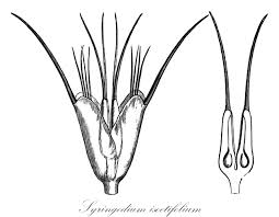 Image result for Cymodoceaceae