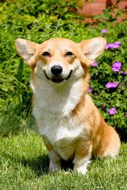 The 50 Happiest Animals In The Entire World Happy Animals Corgi Smile Corgi Dog
