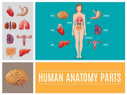 Which part of a woman's body do men find most attractive (and vice versa)? Free Vector Human Anatomy Organs