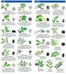 Don't see what you're looking for? Species Identification Tree Leaf Identification Tree Identification Leaf Identification