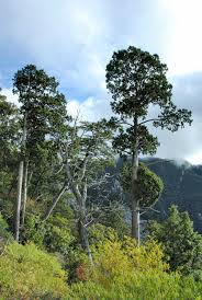 Image result for Copaifera baumiana