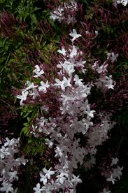 Image result for Jasminum polyanthum